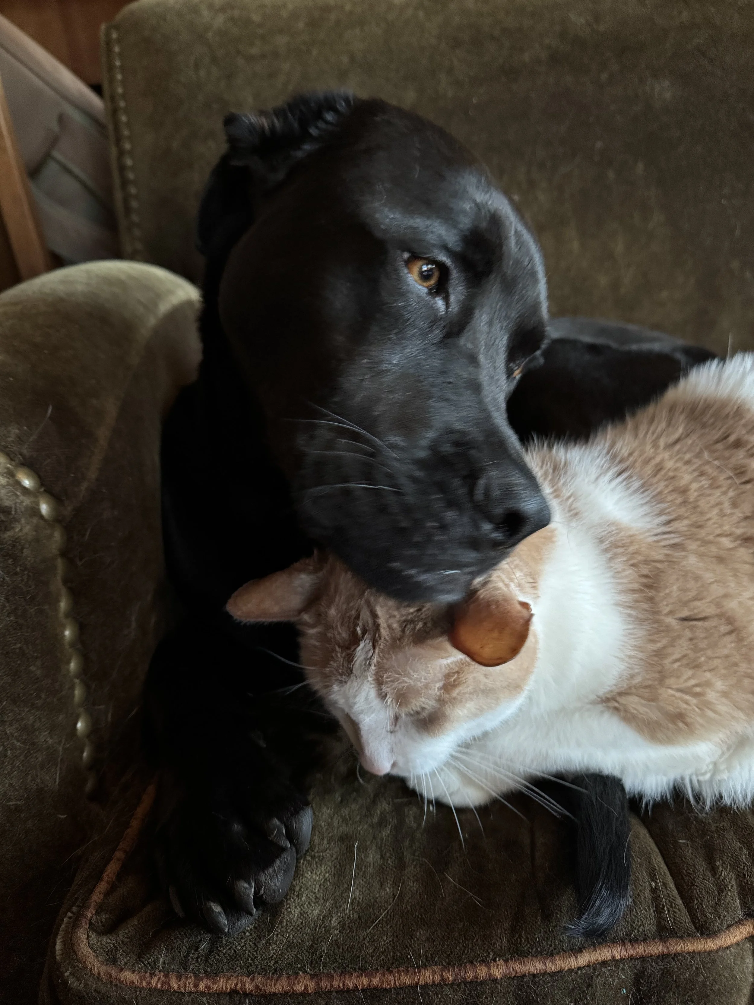 Close-up photo of two dogs, one black and one white with brown markings, cuddling on a brown textured cushion.