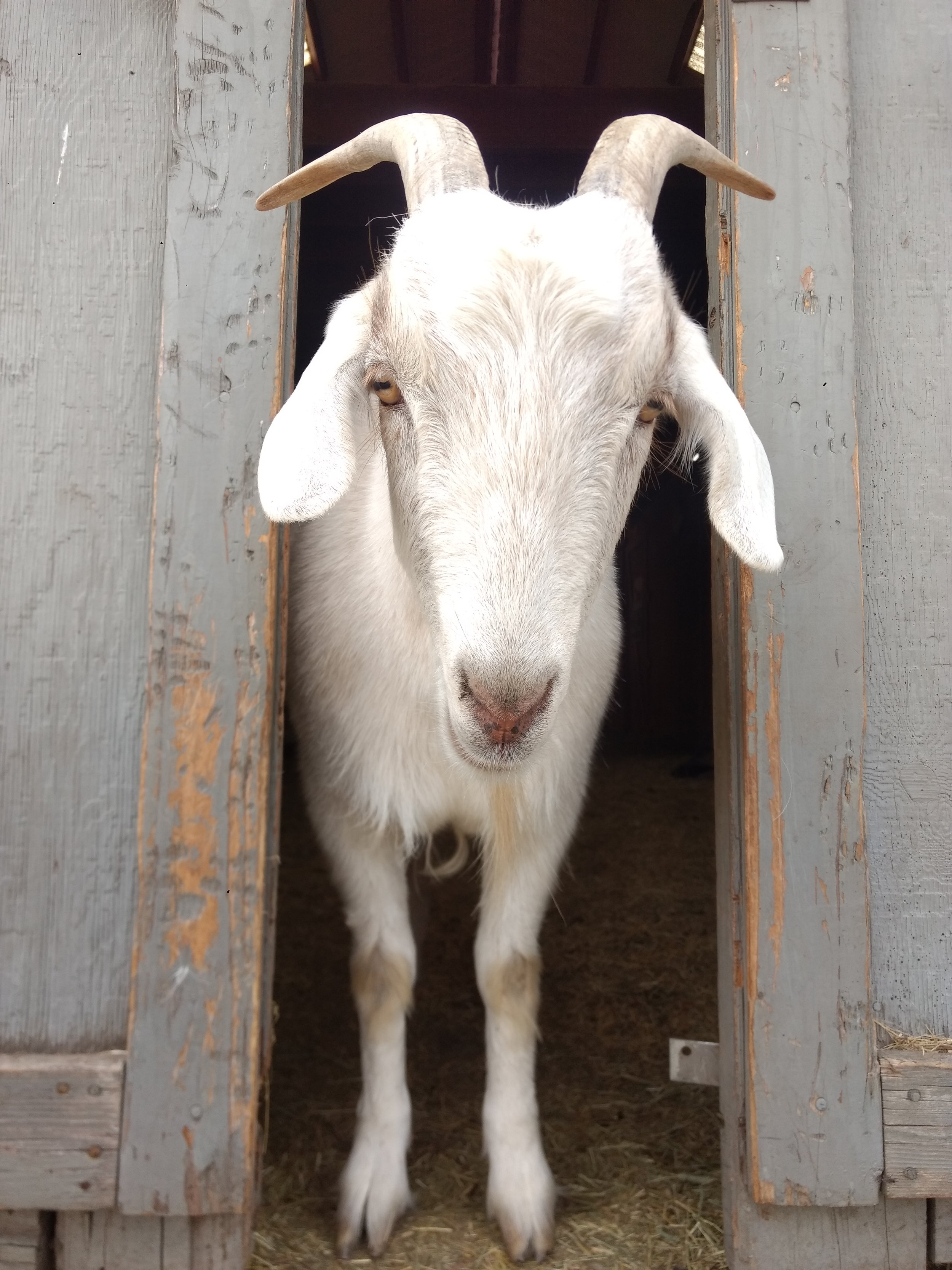 A white goat peeking out from a wooden barn door.