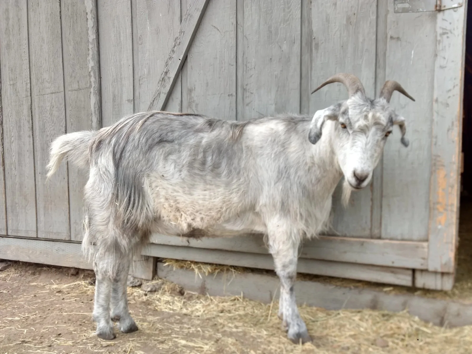 A gray and white goat standing on dirt ground in front of a wooden shed door, with curved horns and a beard.