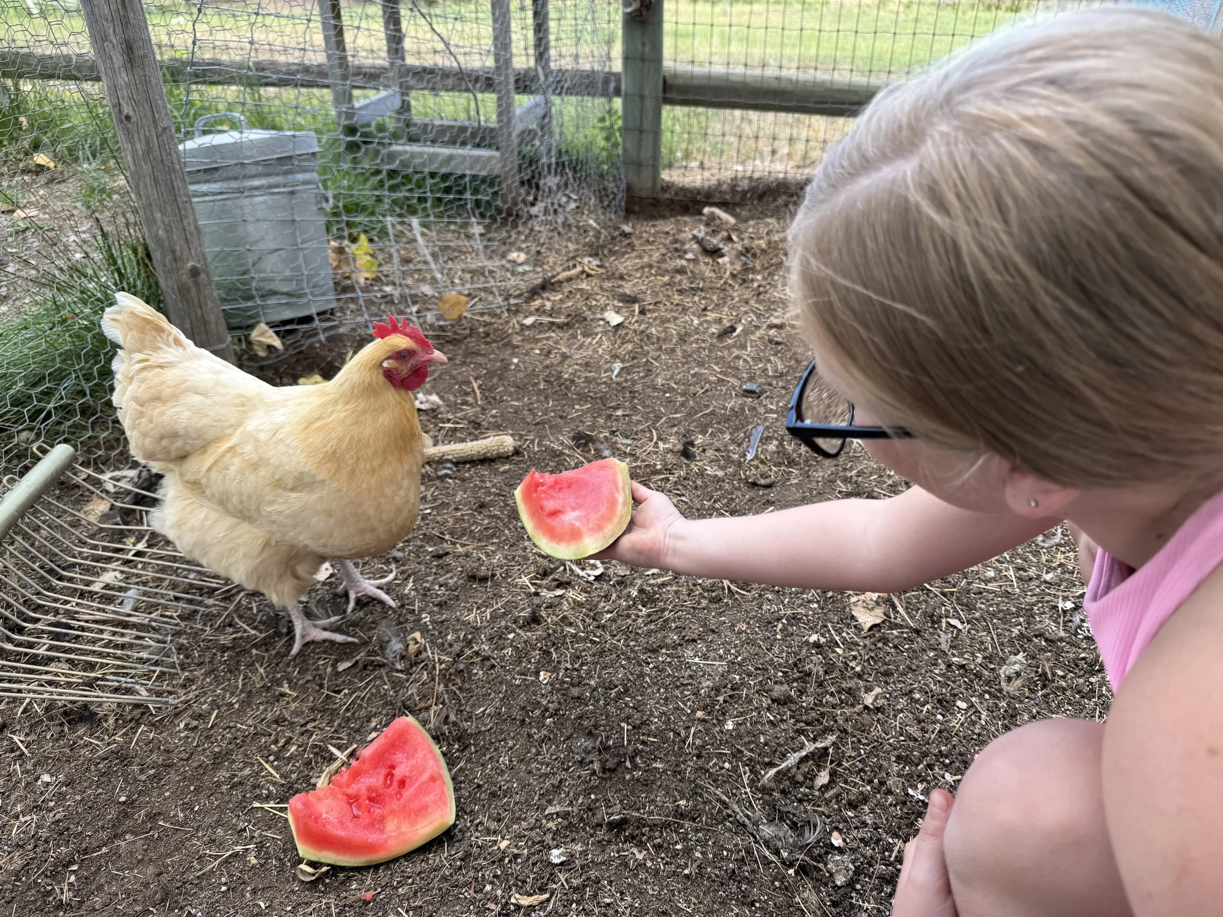 A girl with glasses and blonde hair kneels outside in a chicken coop, holding a slice of watermelon toward a light-colored chicken. The ground is dirt, and there are two slices of watermelon in the foreground. The coop has wire fencing and wooden posts, with some green plants and a container in the background.