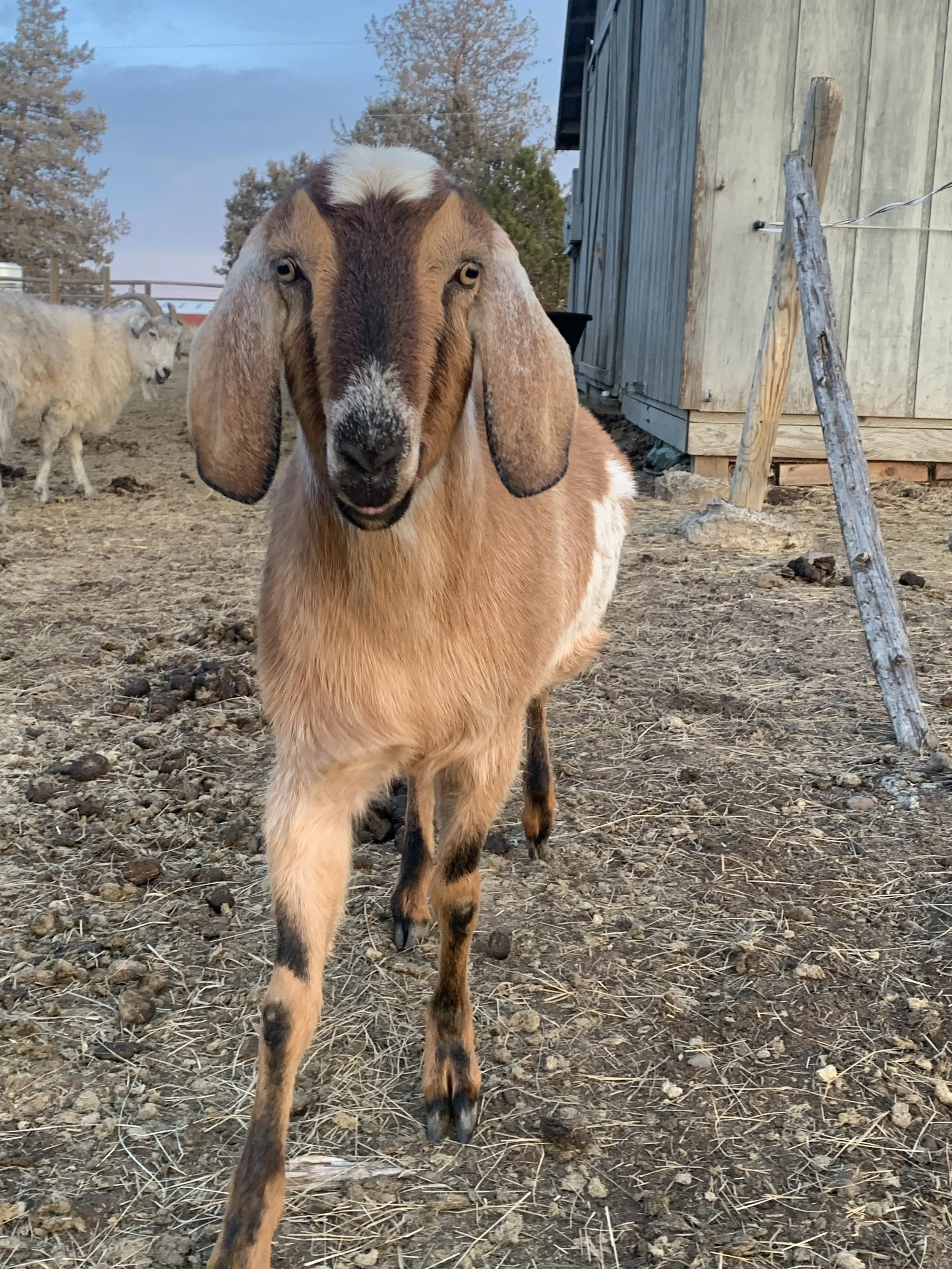 A goat walking towards the camera in a farmyard, with a wooden barn and other goats in the background.