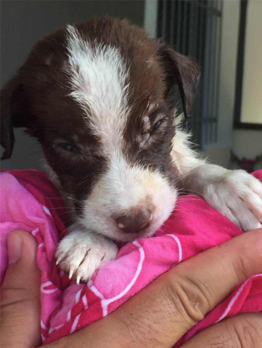Te Mana Travels' owner Jennifer Westfall, holding Tahitian puppy.