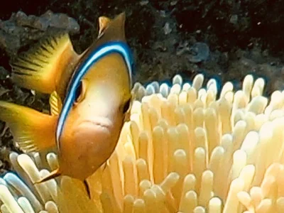 Snorkeling in Tahiti!  Clownfish