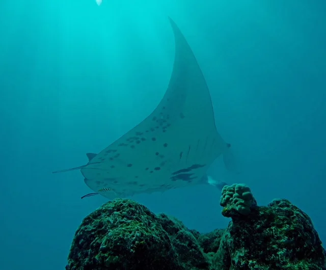 Manta Ray Magic