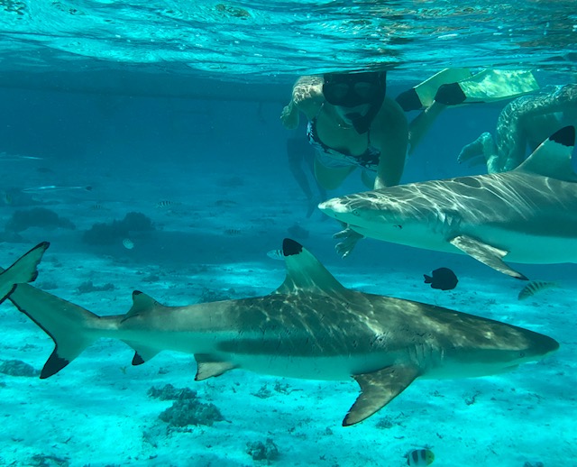 A snorkeler in Tahiti swimming with Blacktip Reef sharks during a charter retreat with Te Mana Travels