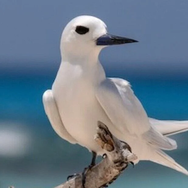 A White Fairy Tern perched on driftwood in Tahiti