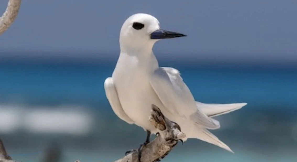 Our favorite bird in Tahiti, the beautiful white Fairy Tern!