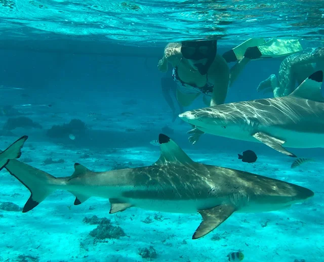 The Blacktip Reef Shark