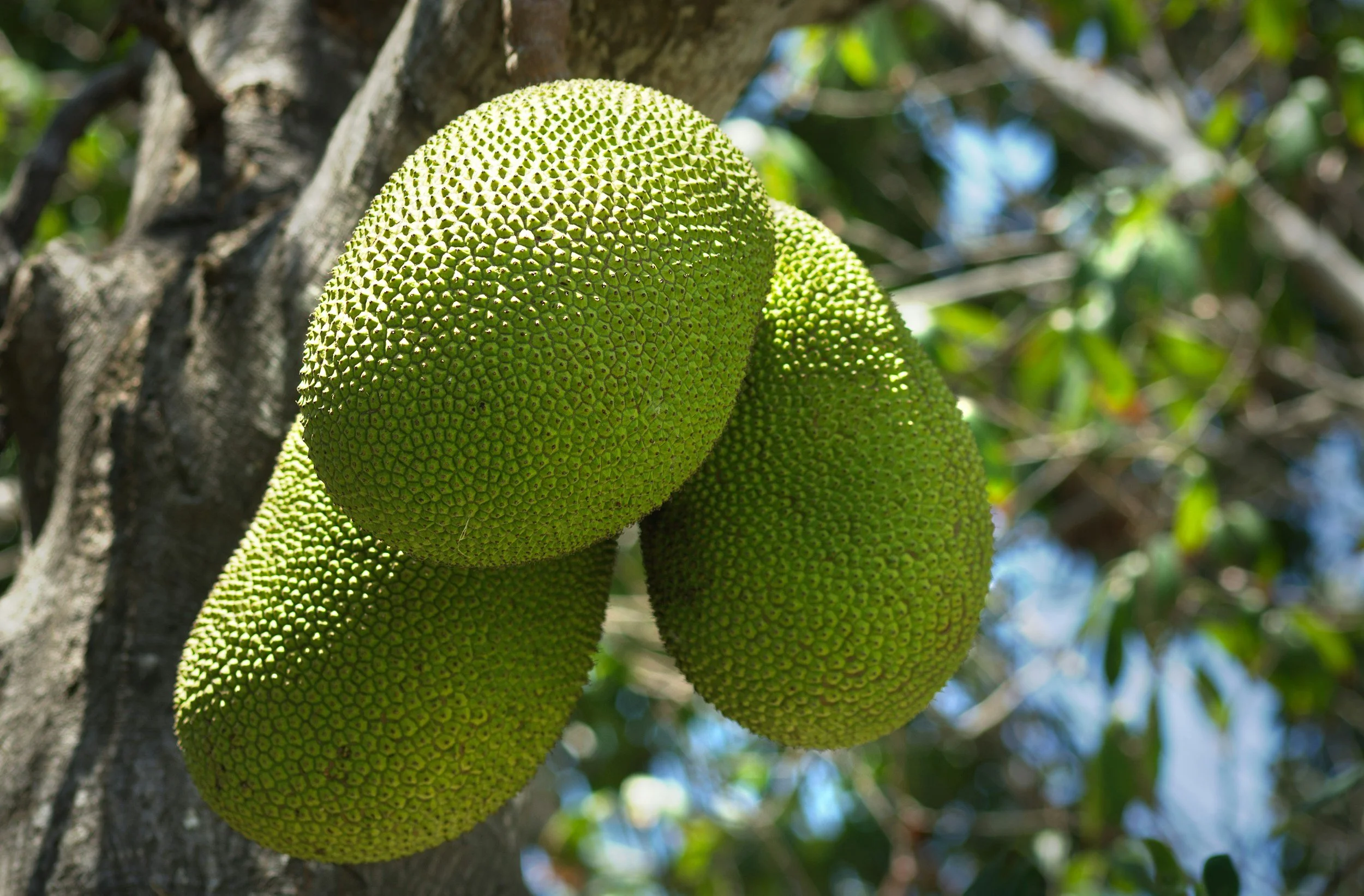 The Famous Breadfruit Tree of Tahiti