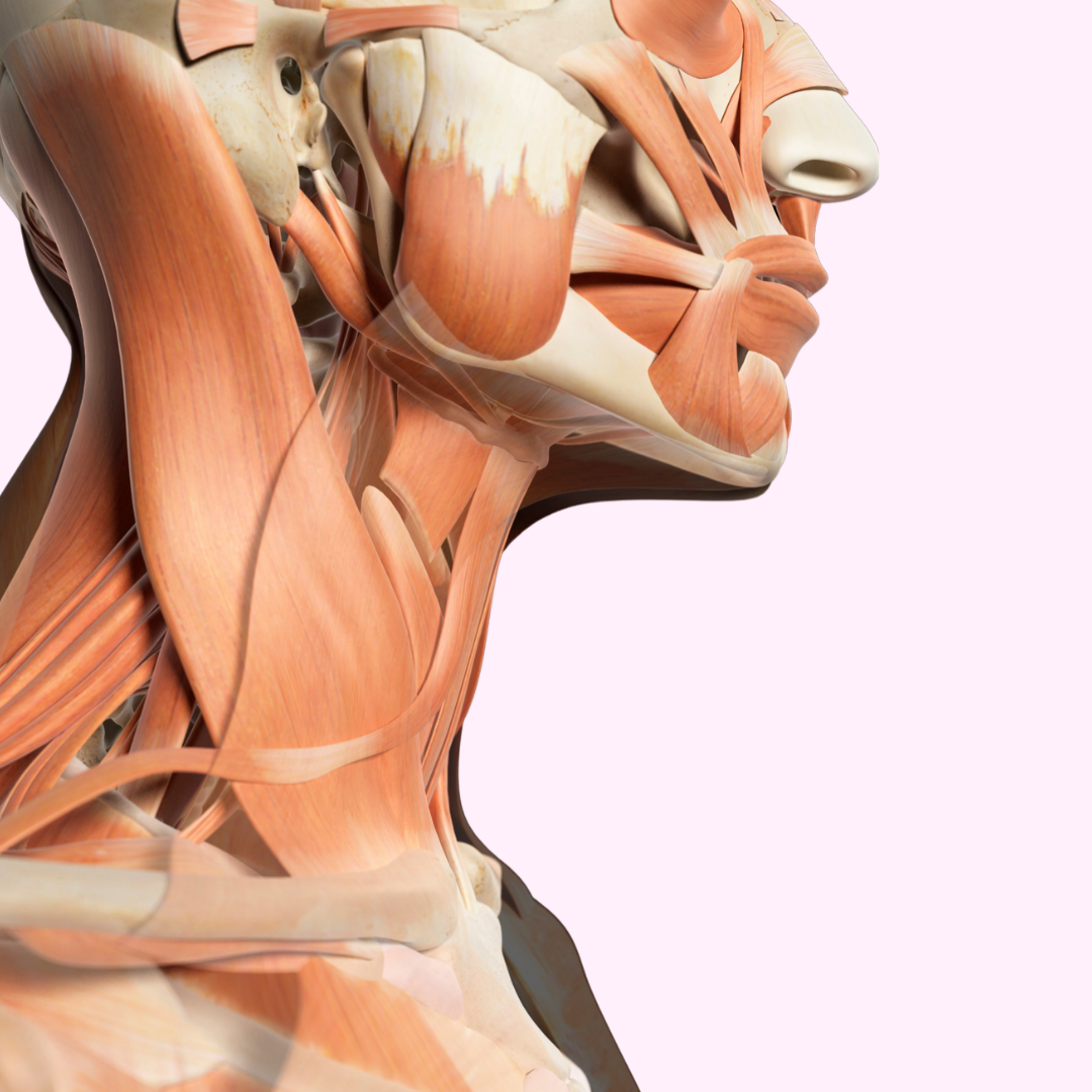 microcurrent-facials-austin-anatomy-muscles