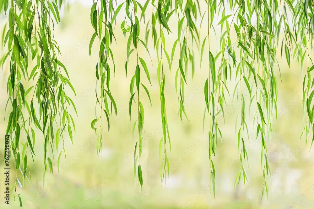Close-up of green willow tree branches and leaves hanging down.