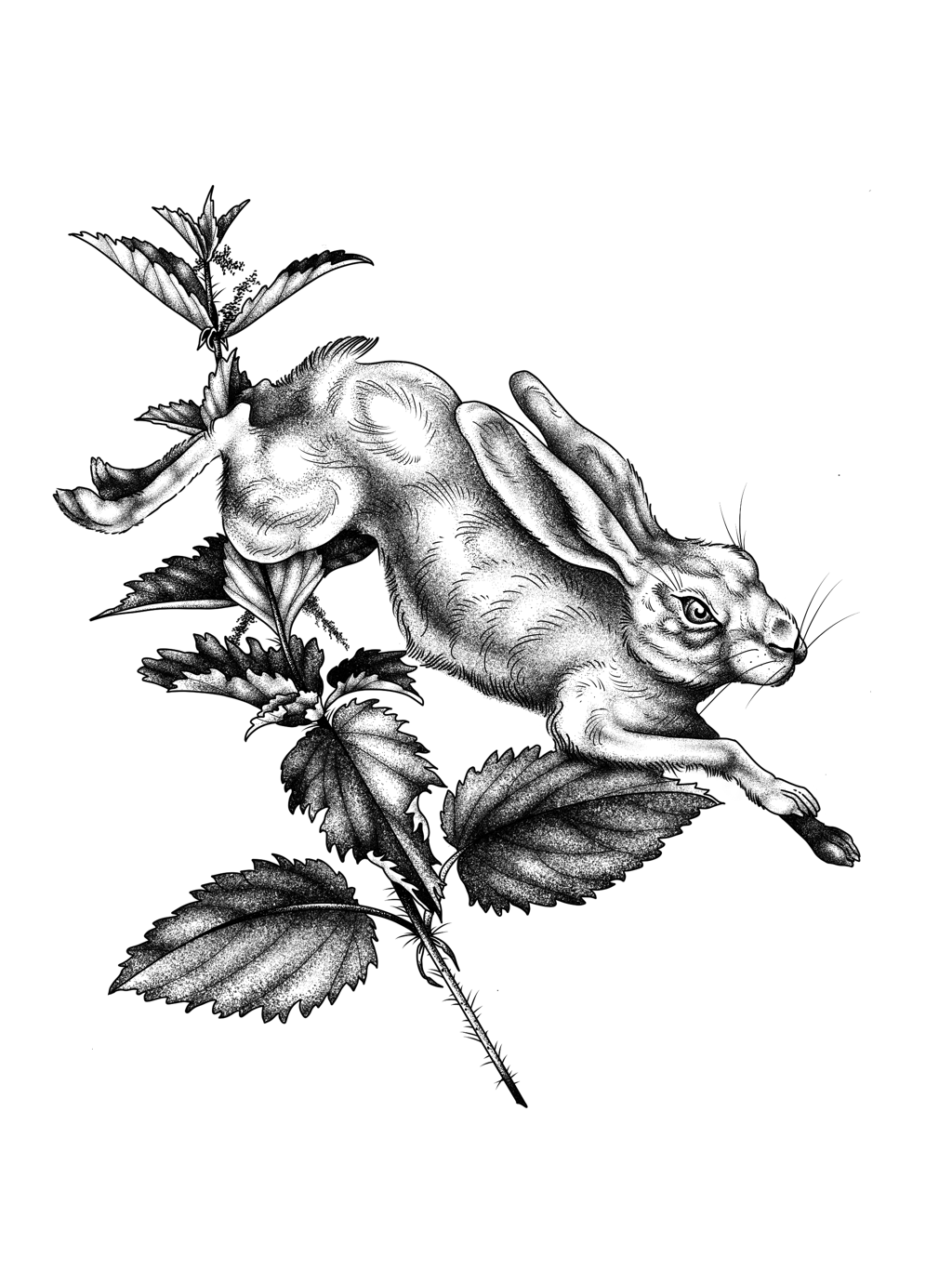 Ein detailliertes Schwarz-Weiß-Zeichnung eines Hasen, der an einer Pflanze mit Blättern sitzt.