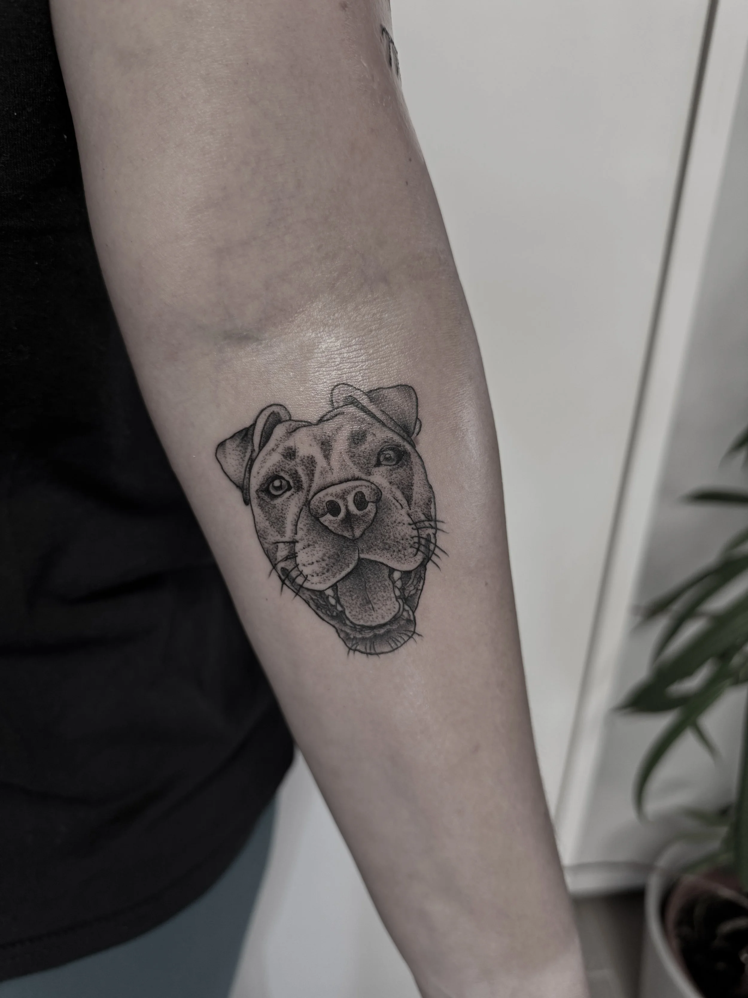 Tattoo eines Hundegesichts auf dem Arm einer Person, in Schwarz-Weiß, realistische Darstellung