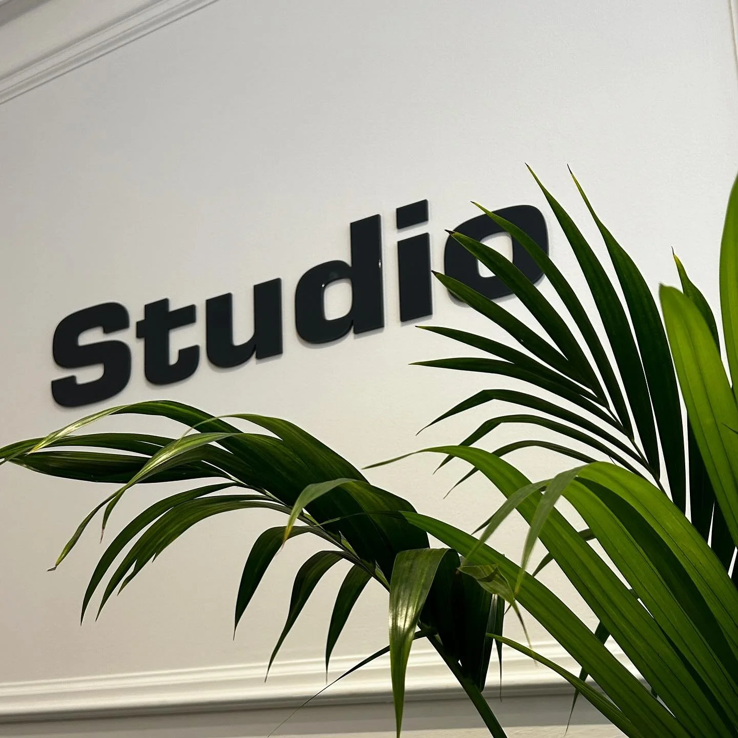 Close-up of green palm leaves in front of a white wall with the black logo and text 'studid'.