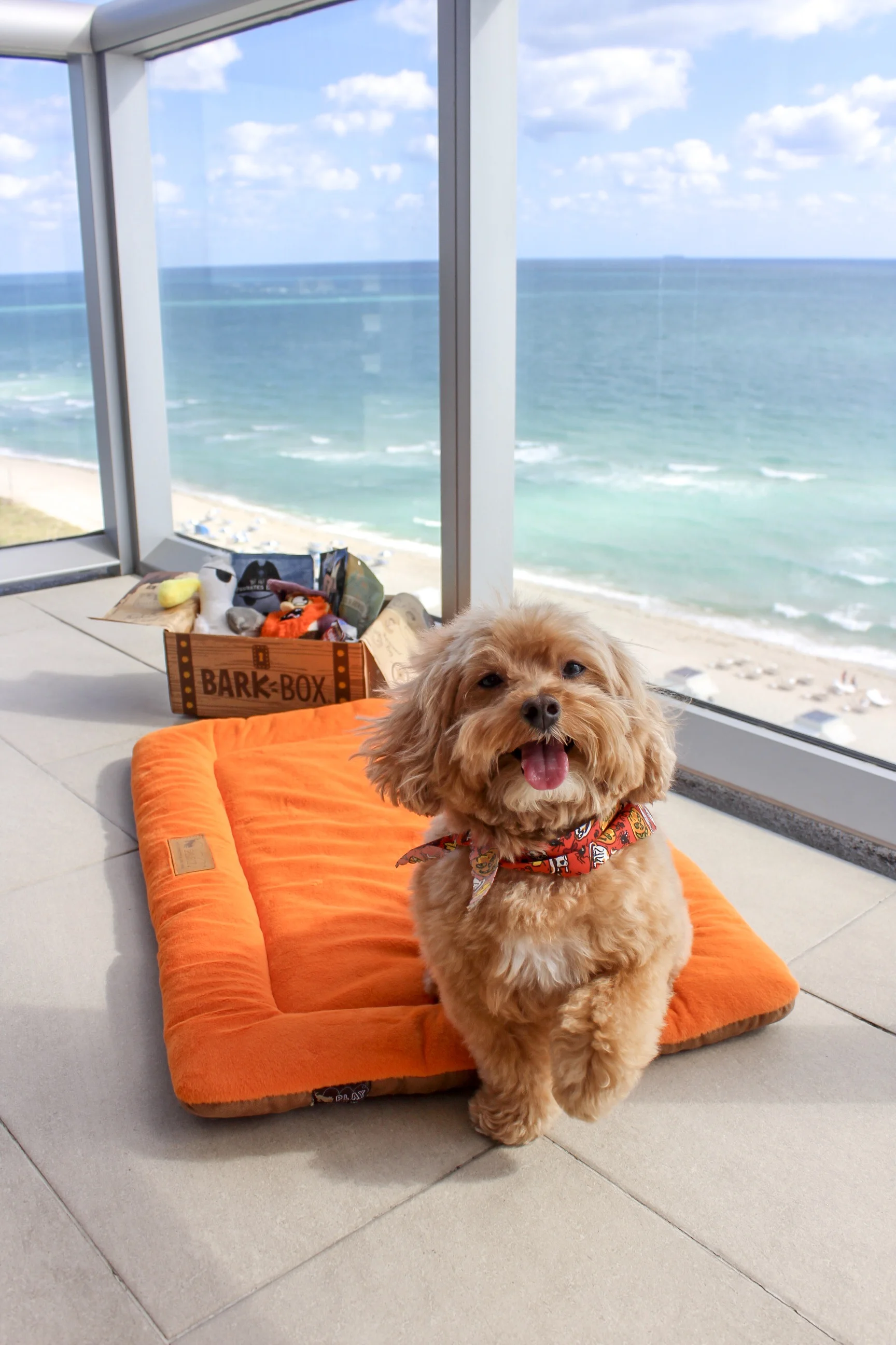 Pet Program x BarkBox (Copy)