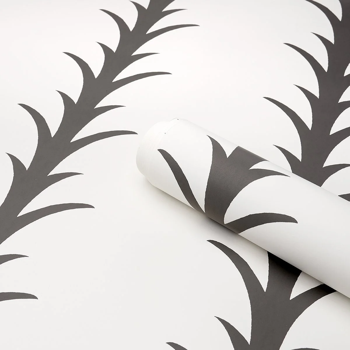 Schumacher Acanthus Stripe wallpaper in Carbon on Ivory, rolled to show the botanical stripe and paper thickness, SKU 5014773