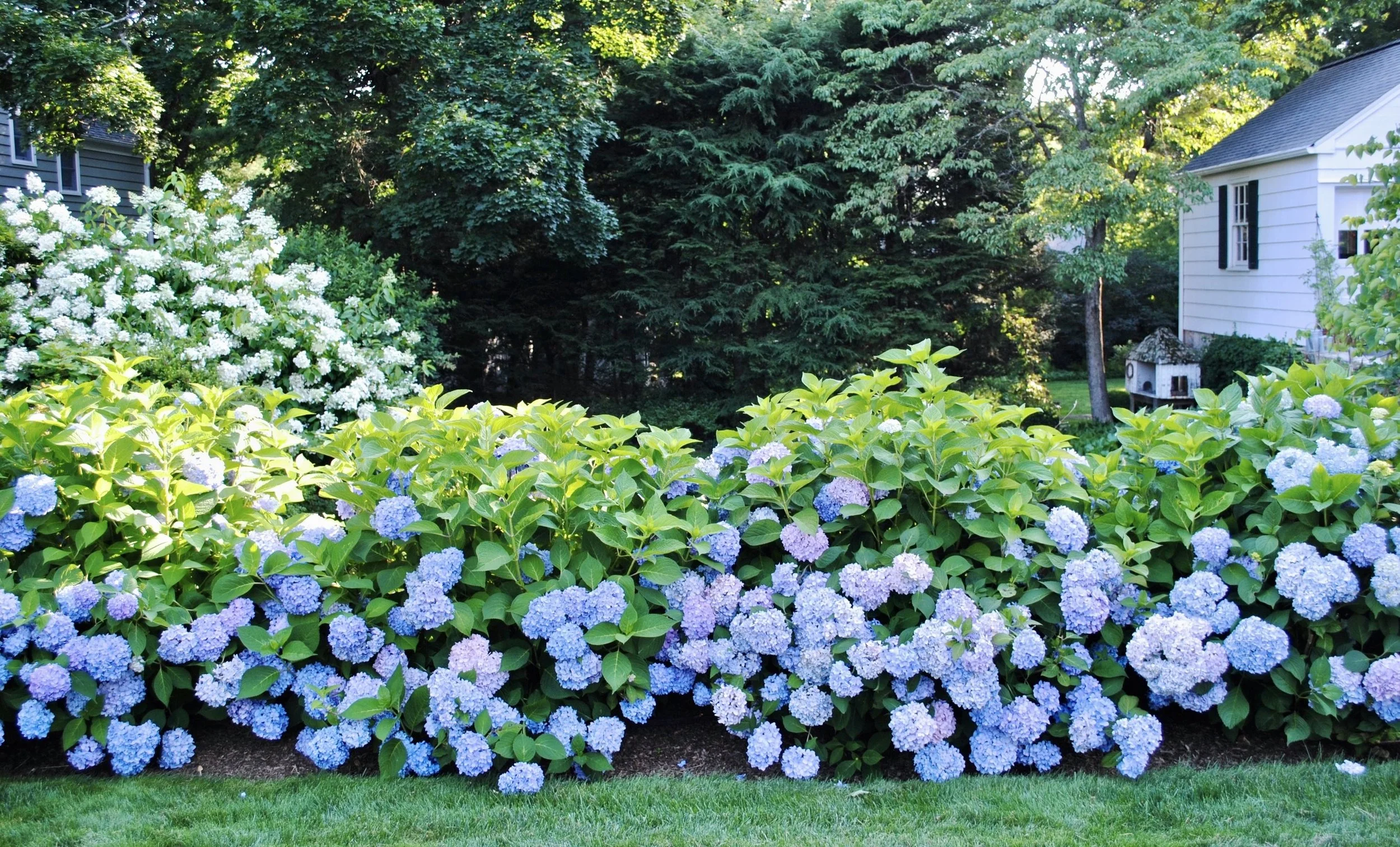 Landscape Design in Connecticut _Hydrangeas in bloom