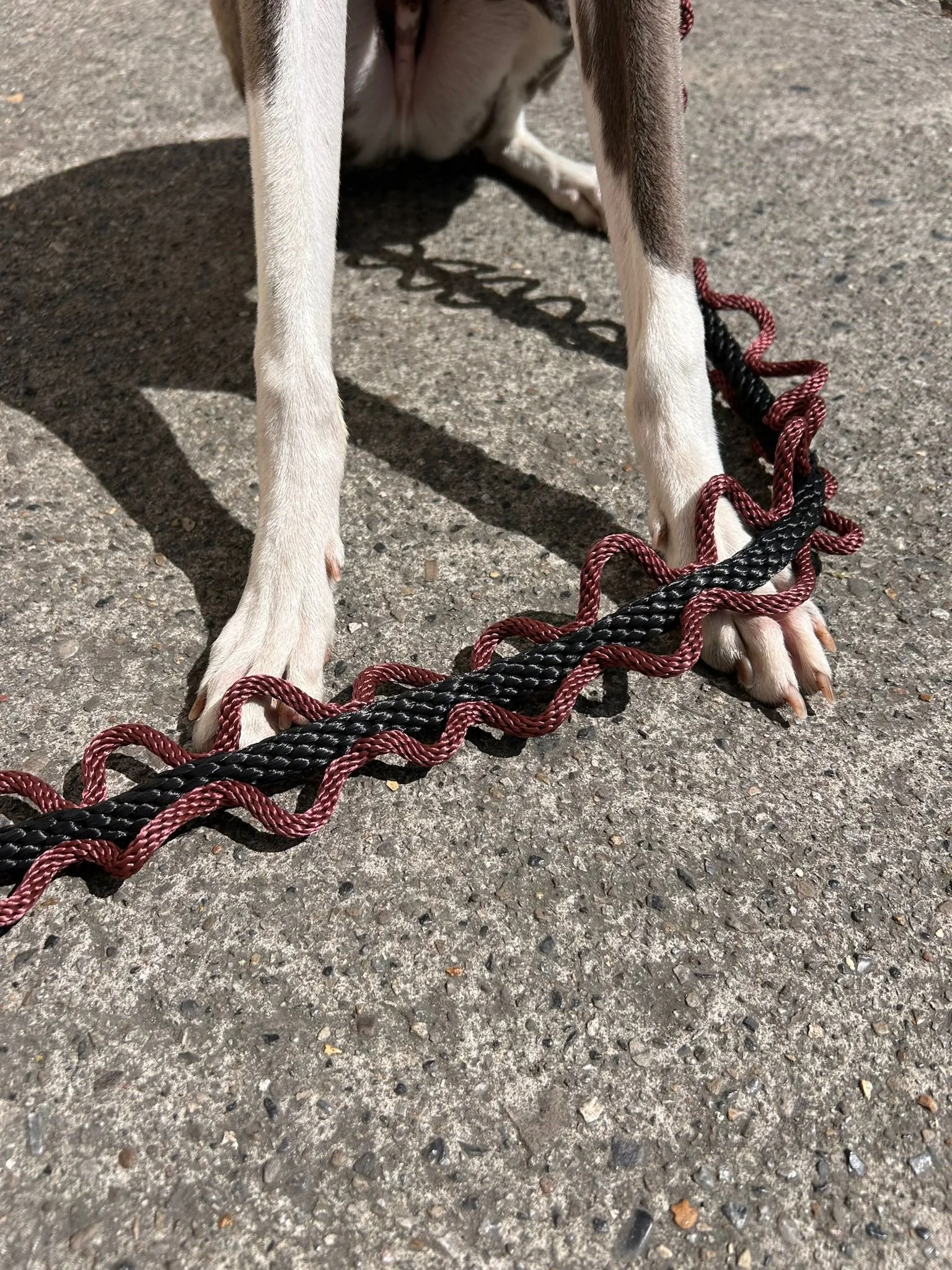 Close-up photo of a dog with front paws on a concrete surface, with some twisted ropes in black and red colors on the ground in front of it.