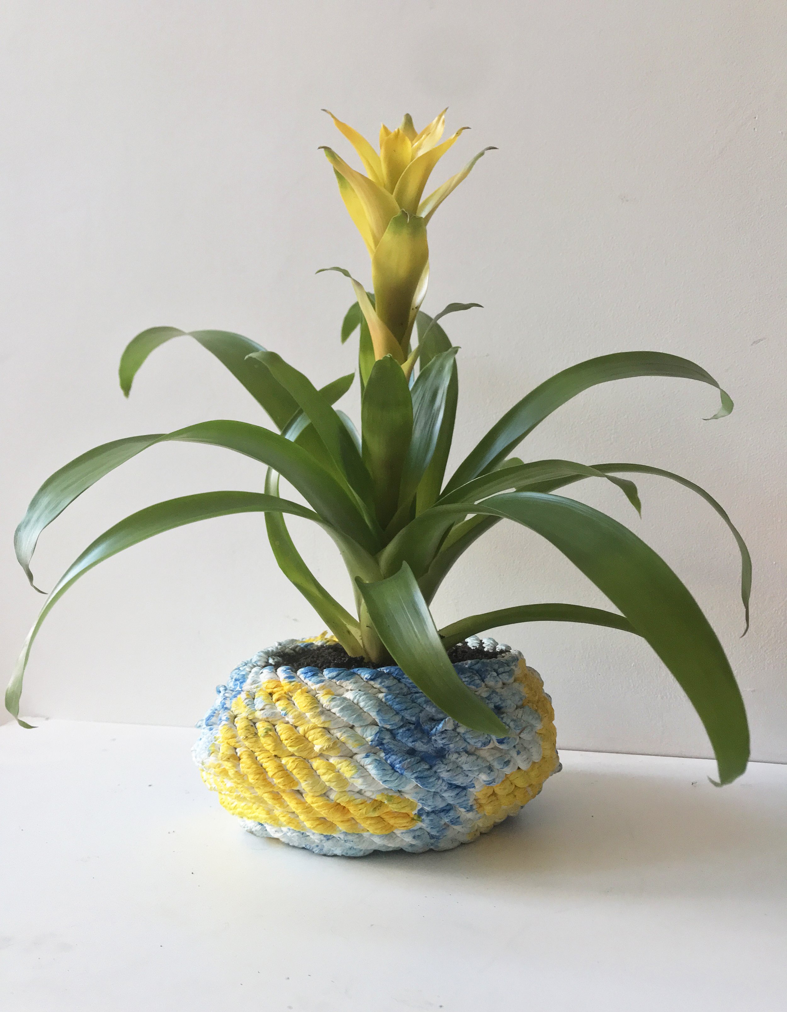 Pineapple plant with yellow flowers in a colorful, woven, round pot on a white surface against a plain background.