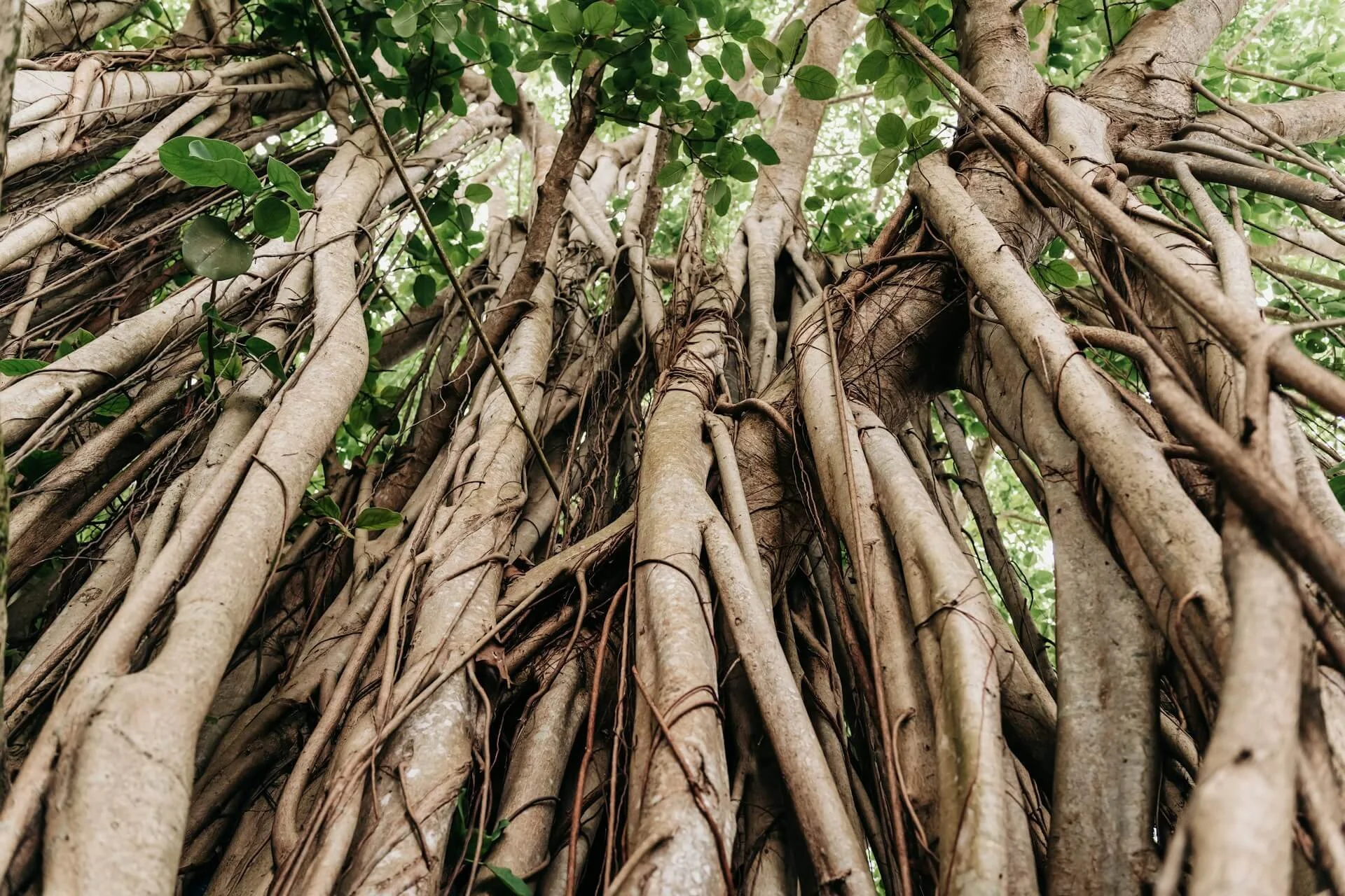 It All Begins With Gratitude