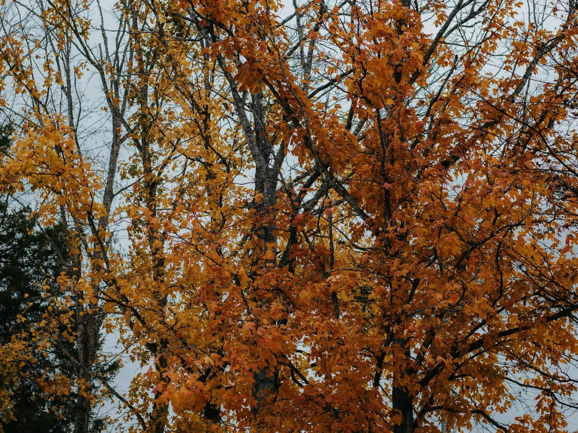 From Farm to Table, From Pew to Pulpit