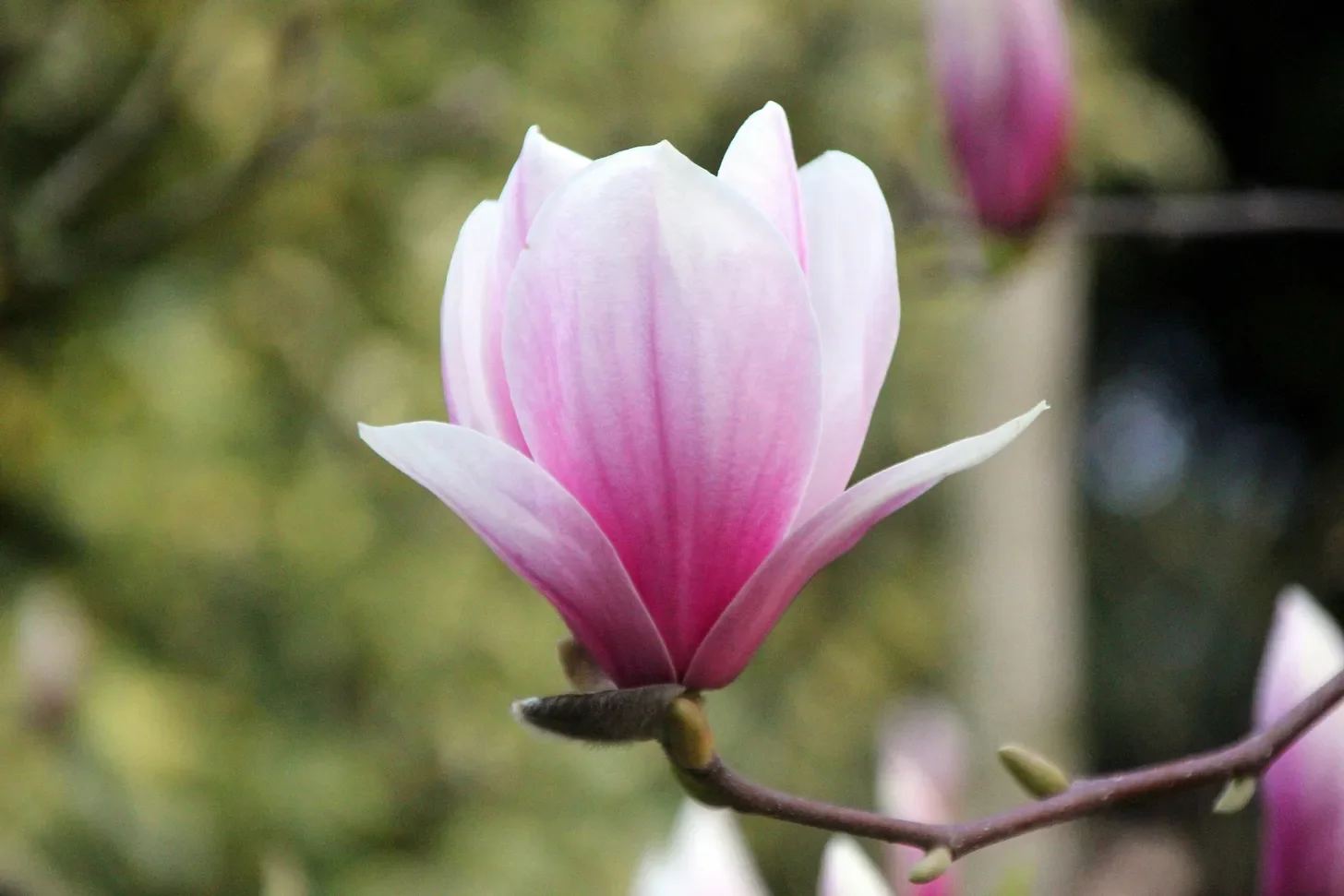 Magnolias and Steel: For Mother's Day