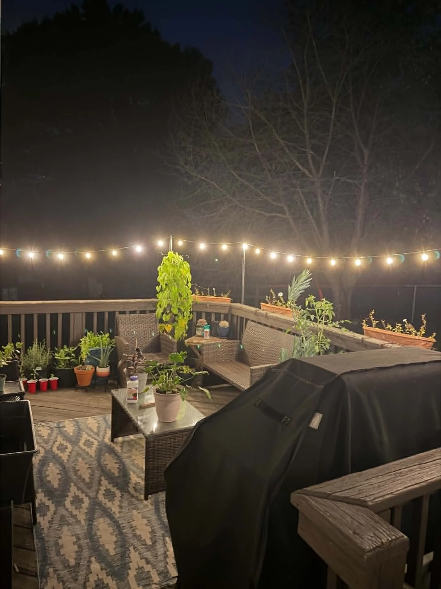 festoon lights.jpeg