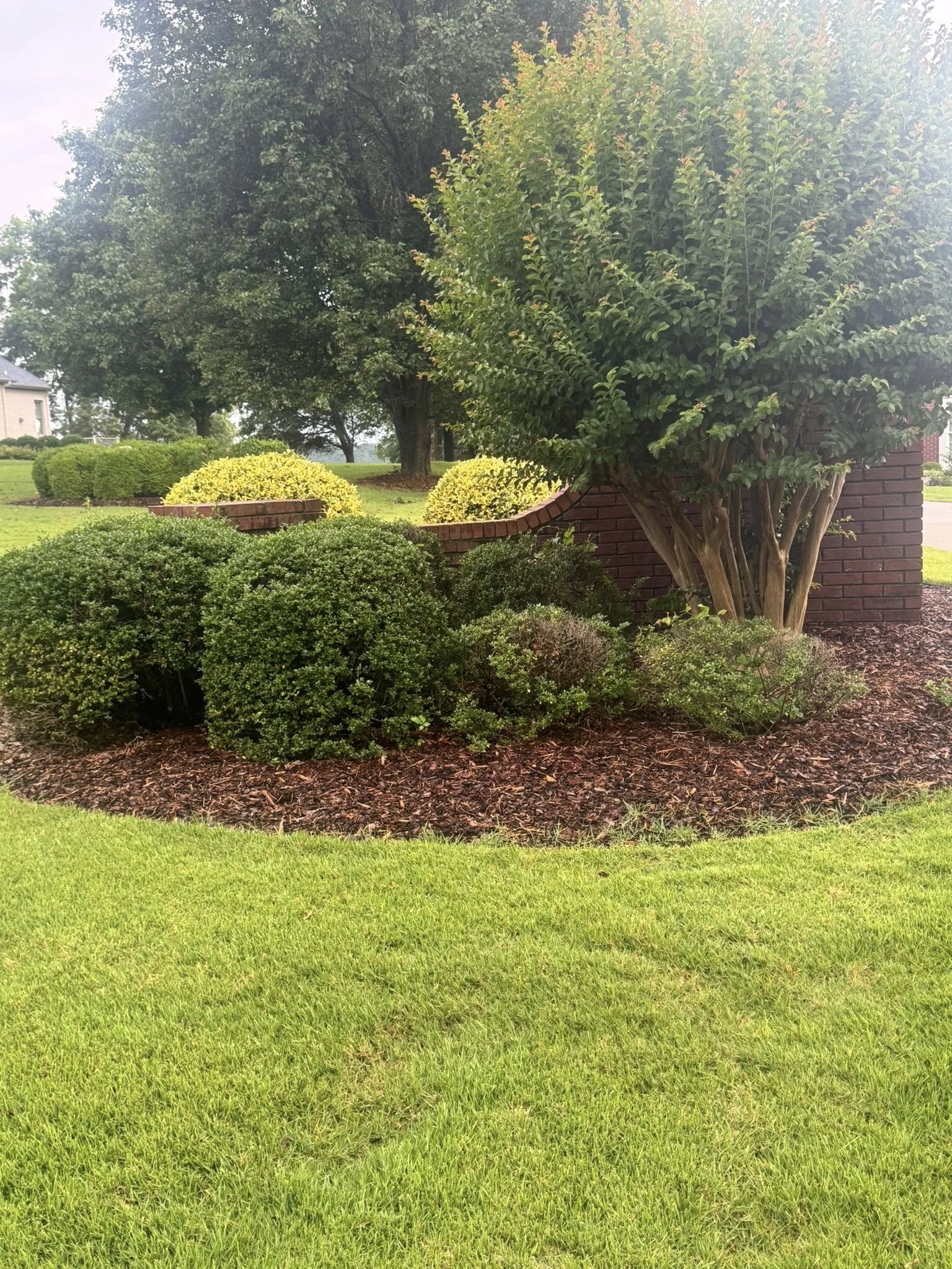 A landscaped yard with a pruned bush and tree, brick border, mulch, and green grass.