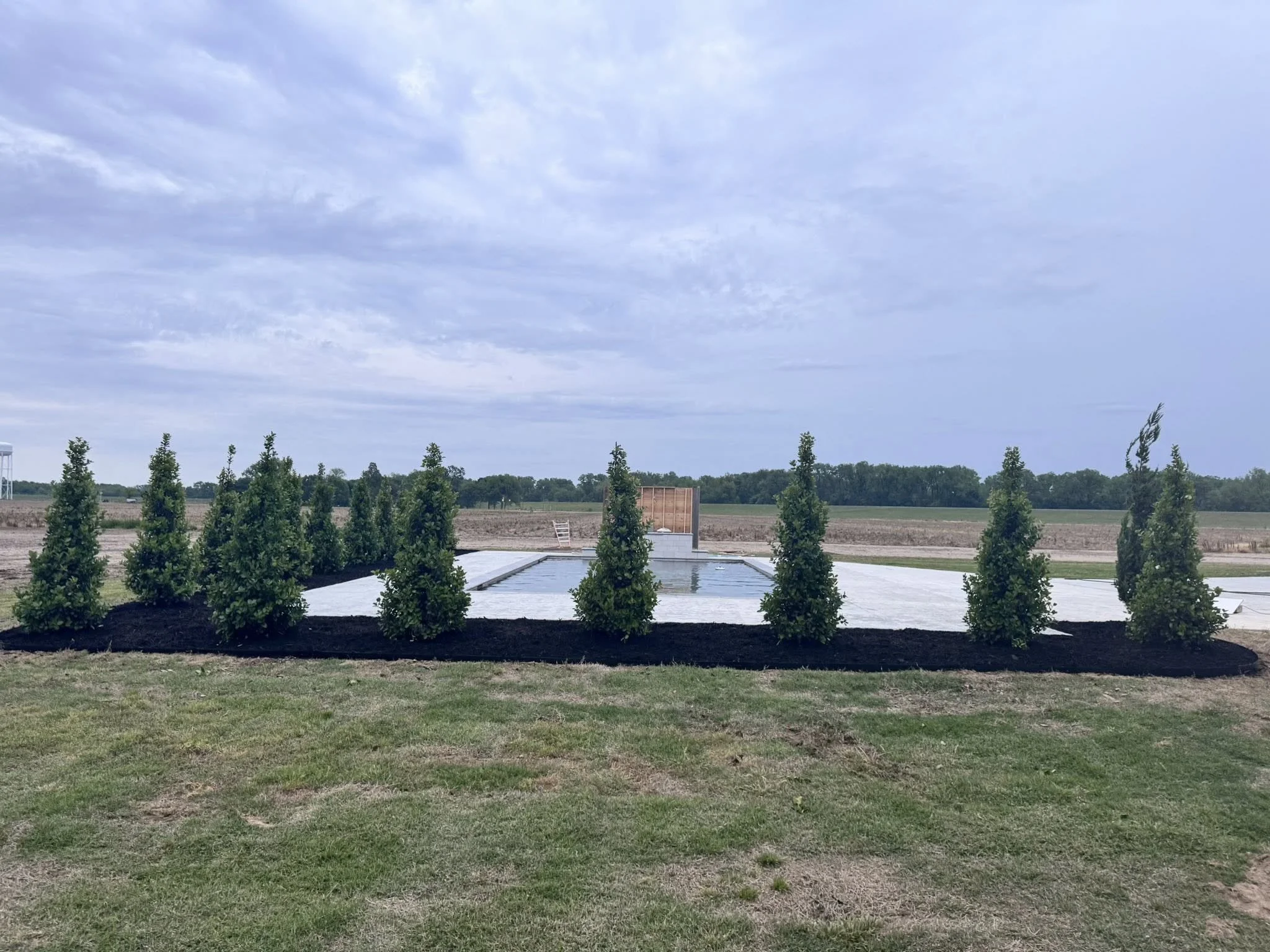 Row of young evergreen trees planted on black mulch beside a reflective plastic-covered area in a rural landscape with overcast sky.