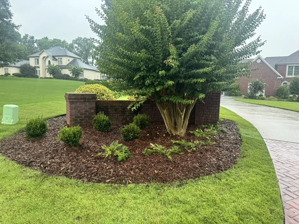A landscaped garden bed with a large, leafy tree, small bushes, green plants, brown mulch, and a brick wall in a suburban neighborhood with houses and a curved driveway.