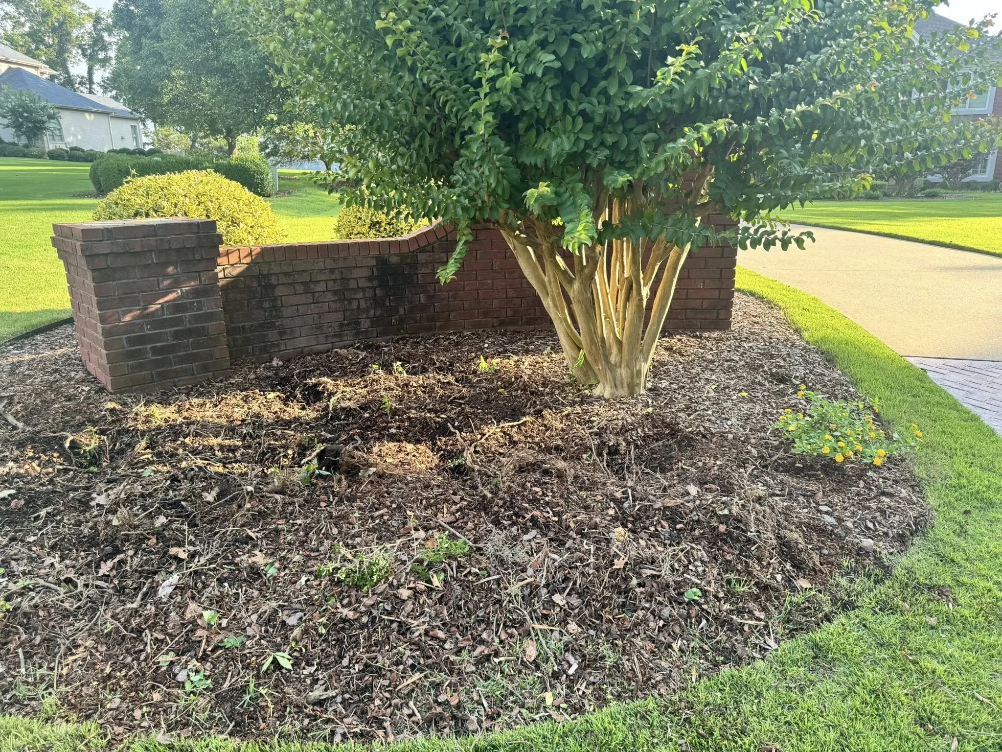 A landscaped area with a brick wall, a large bushy tree with multiple trunks, some yellow flowers, and a well-manicured lawn in the background.