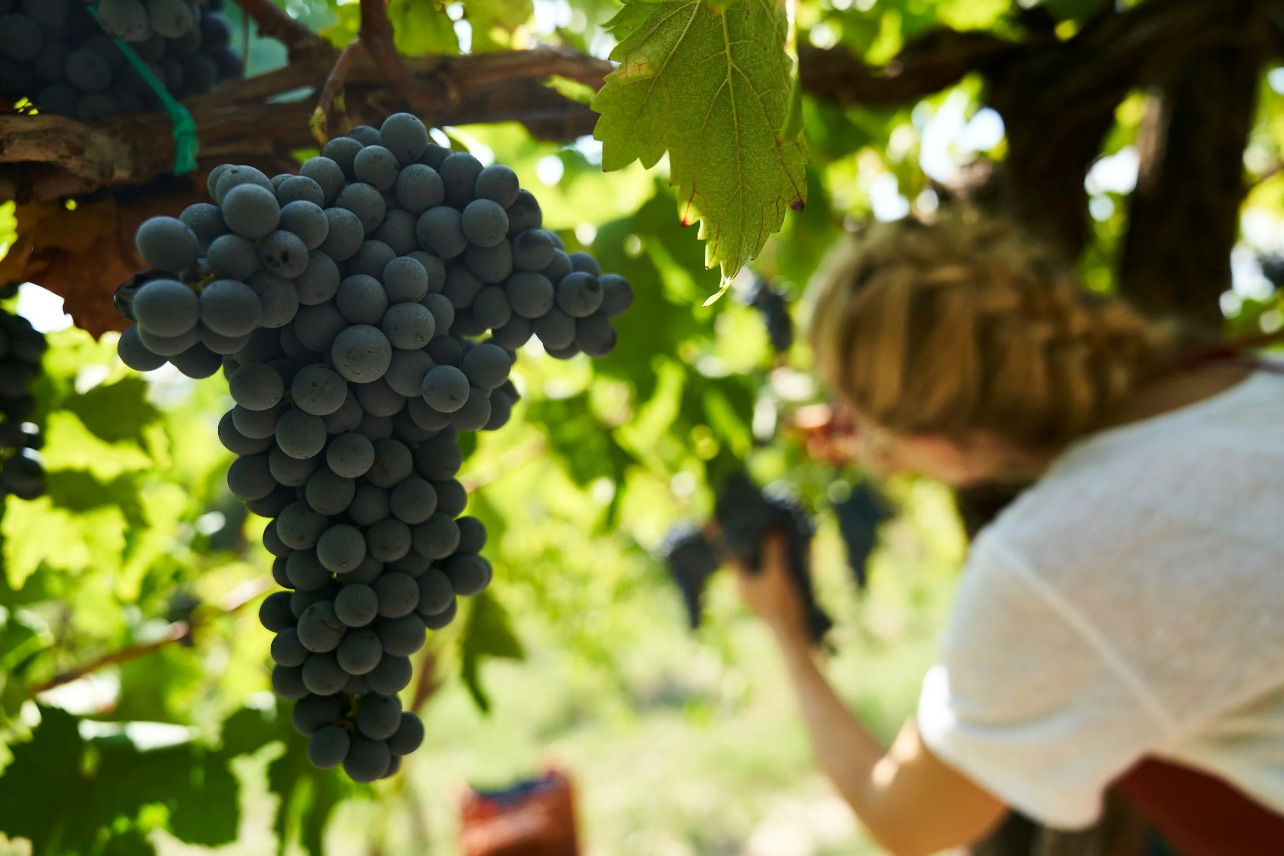 Close-up of a bunch of dark purple grapes hanging from a vine with green leaves and sunlight filtering through.