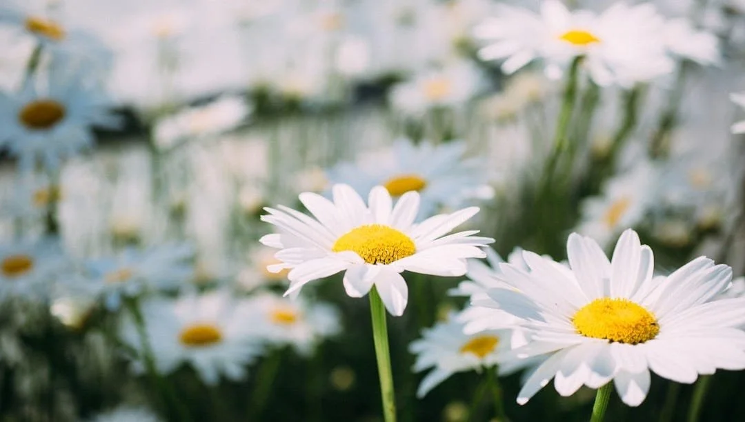Week 1: In pursuit of Conscious Dying