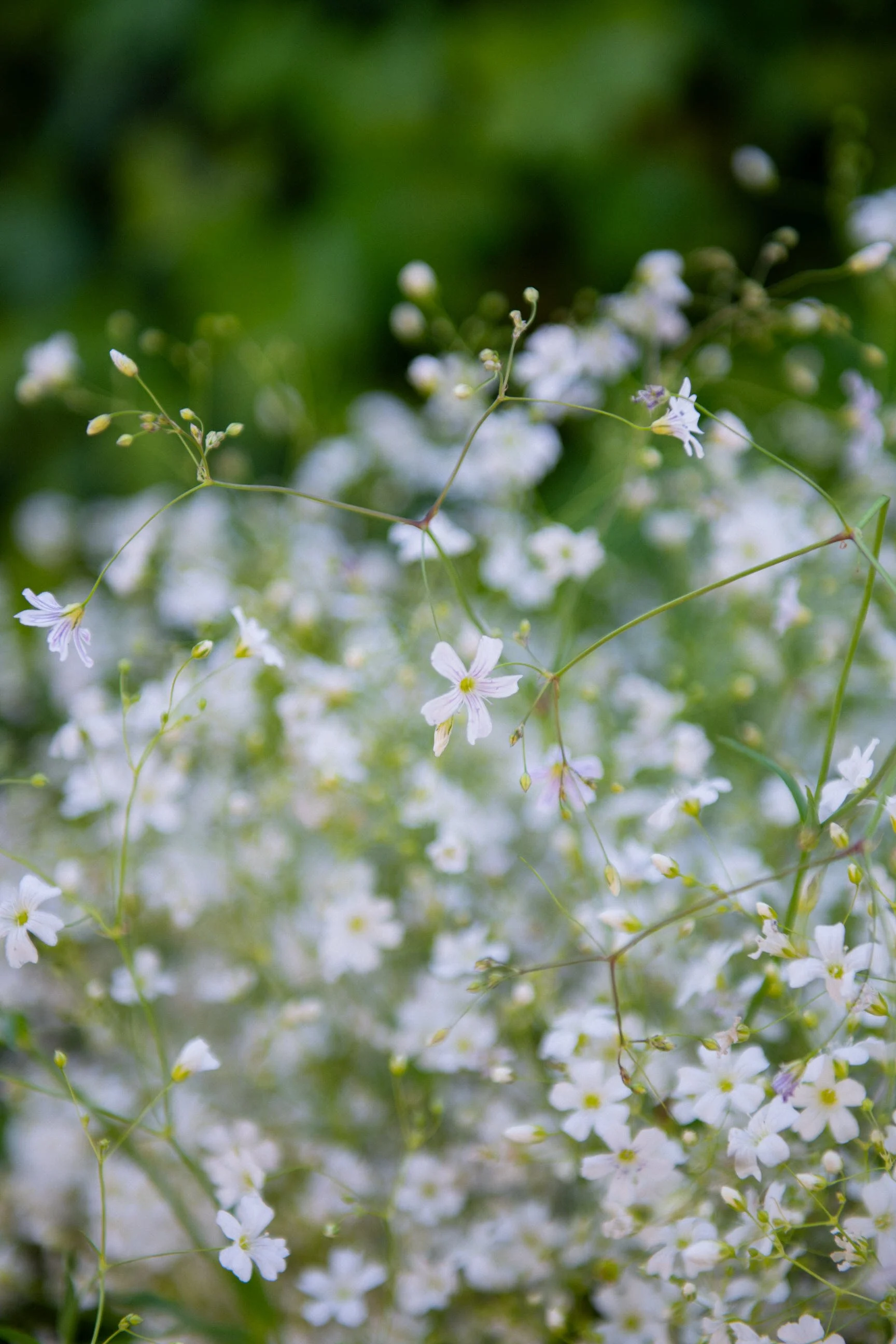 MATRI_ALINE&FELIPE (32 de 1299).jpg