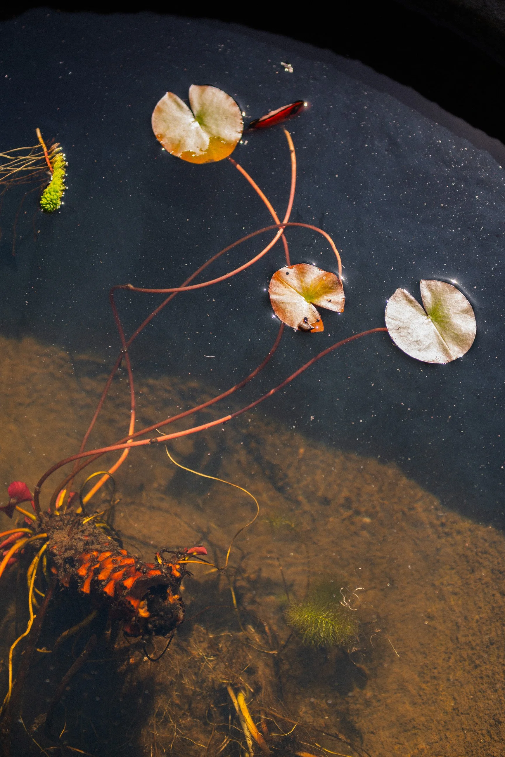 MATRI DANA&IAN_CAMI (5 de 2160).jpg