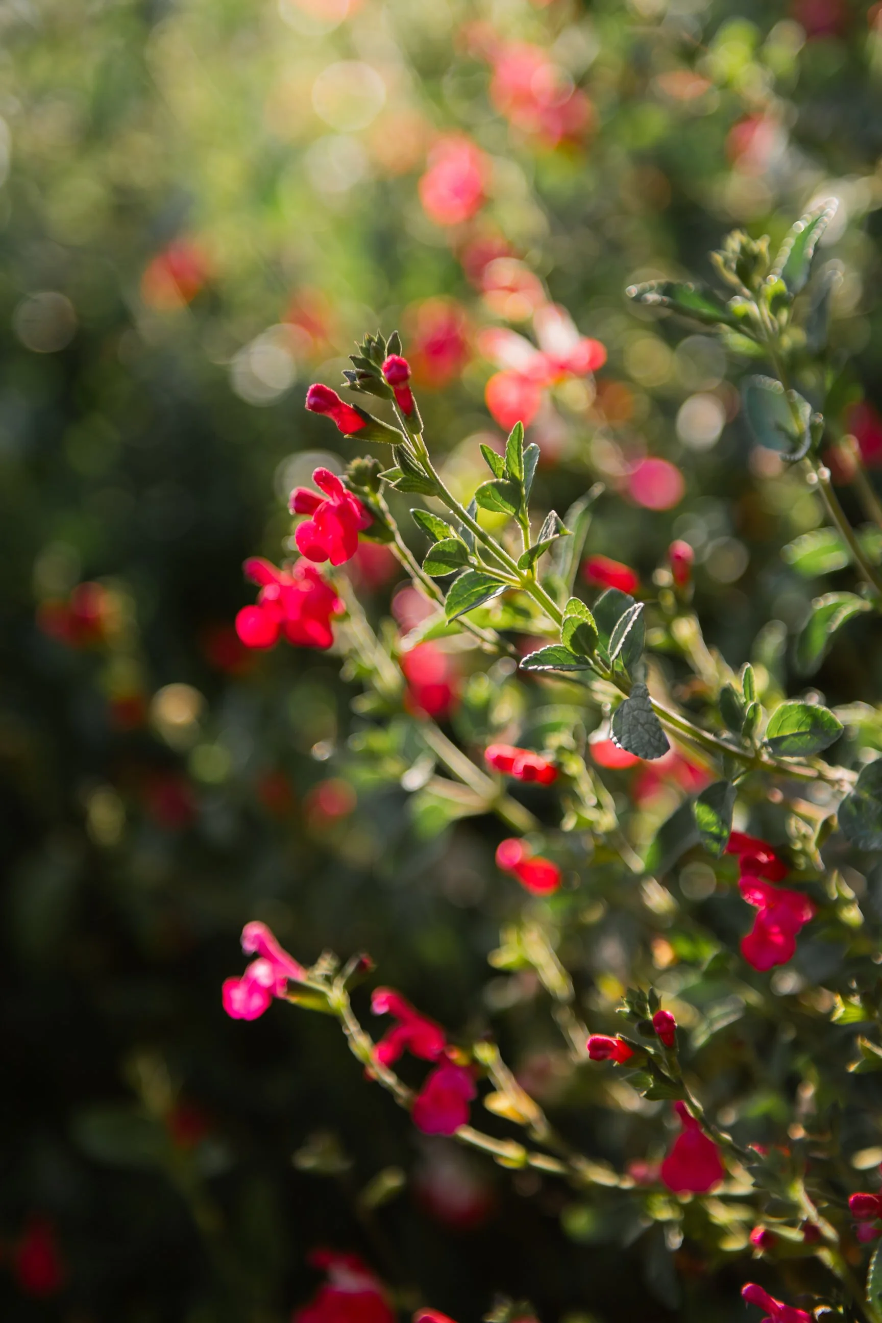 MATRI VANIA&SEBAS (585 de 1035).jpg