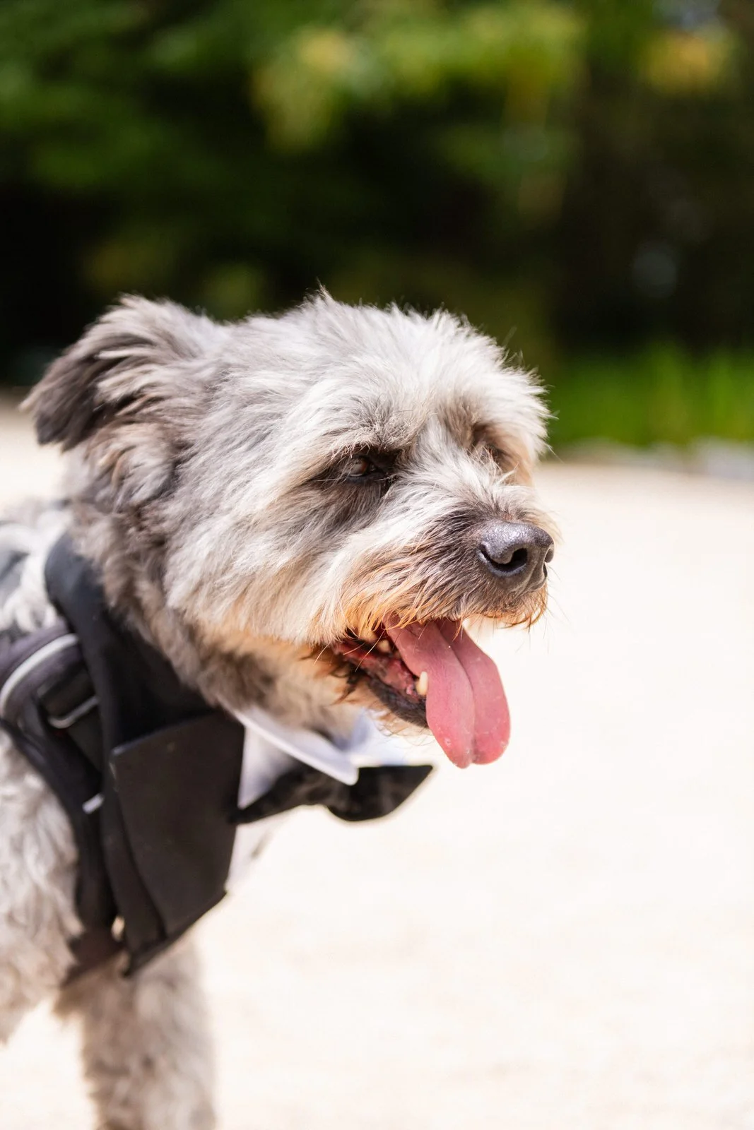 MATRI FRAN&MAX (204 de 1379).jpg