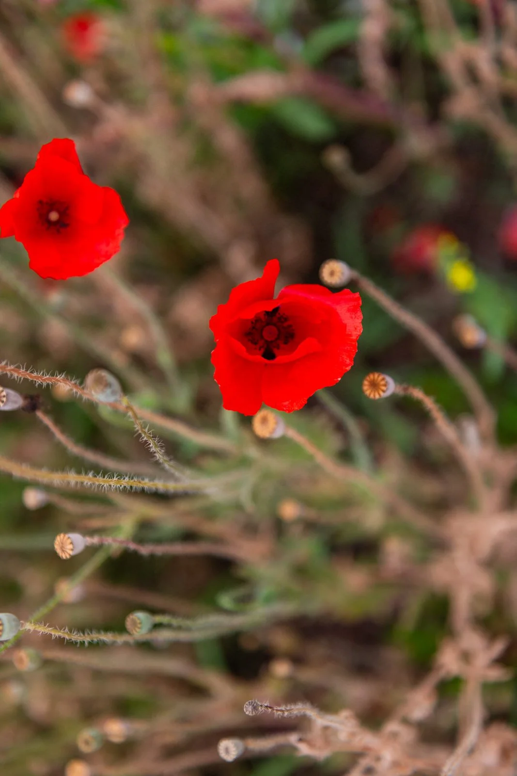 MATRI FRAN&MAX (4 de 1379).jpg