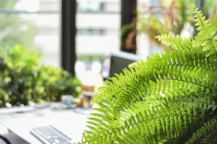 A vibrant, lush Boston Fern brings a natural humidifying and air-purifying presence to a sunny office desk with a computer.