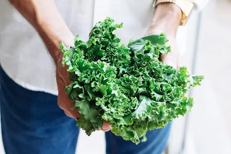 Close-up of a person holding fresh green kale with both hands, illustrating the concept of "The Gentle Fiber Net."