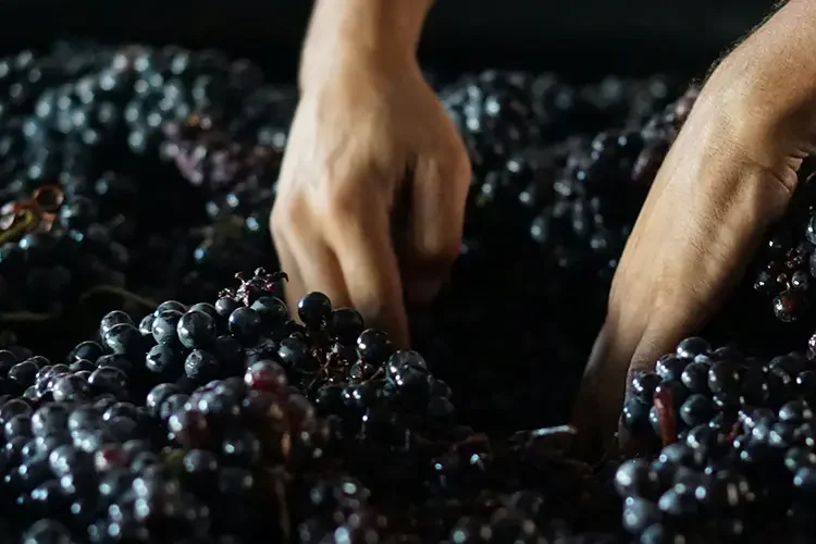 Hands sorting organic wine grapes for upcycled skincare ingredients.