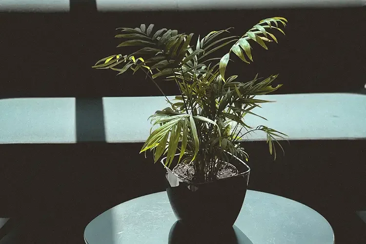 A lush Parlor Palm plant in a black pot, sitting on a dark circular table in a low-light setting.
