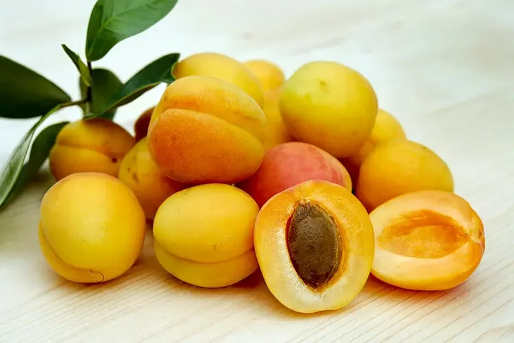 Fresh organic apricots cut in half exposing the pits used for upcycled kernel face oil.