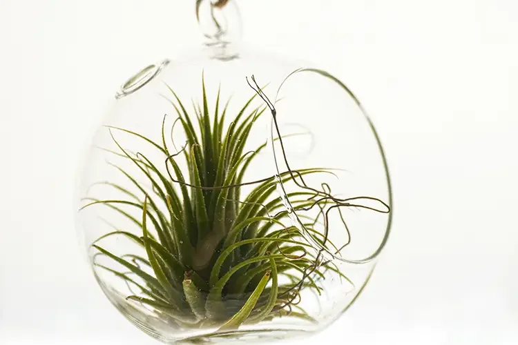 A green Tillandsia air plant nestled inside a clear glass terrarium, highlighting its unique ability to capture dust particles without soil.