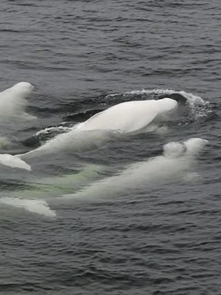 Beluga whales surfacing in the Saguenay River.