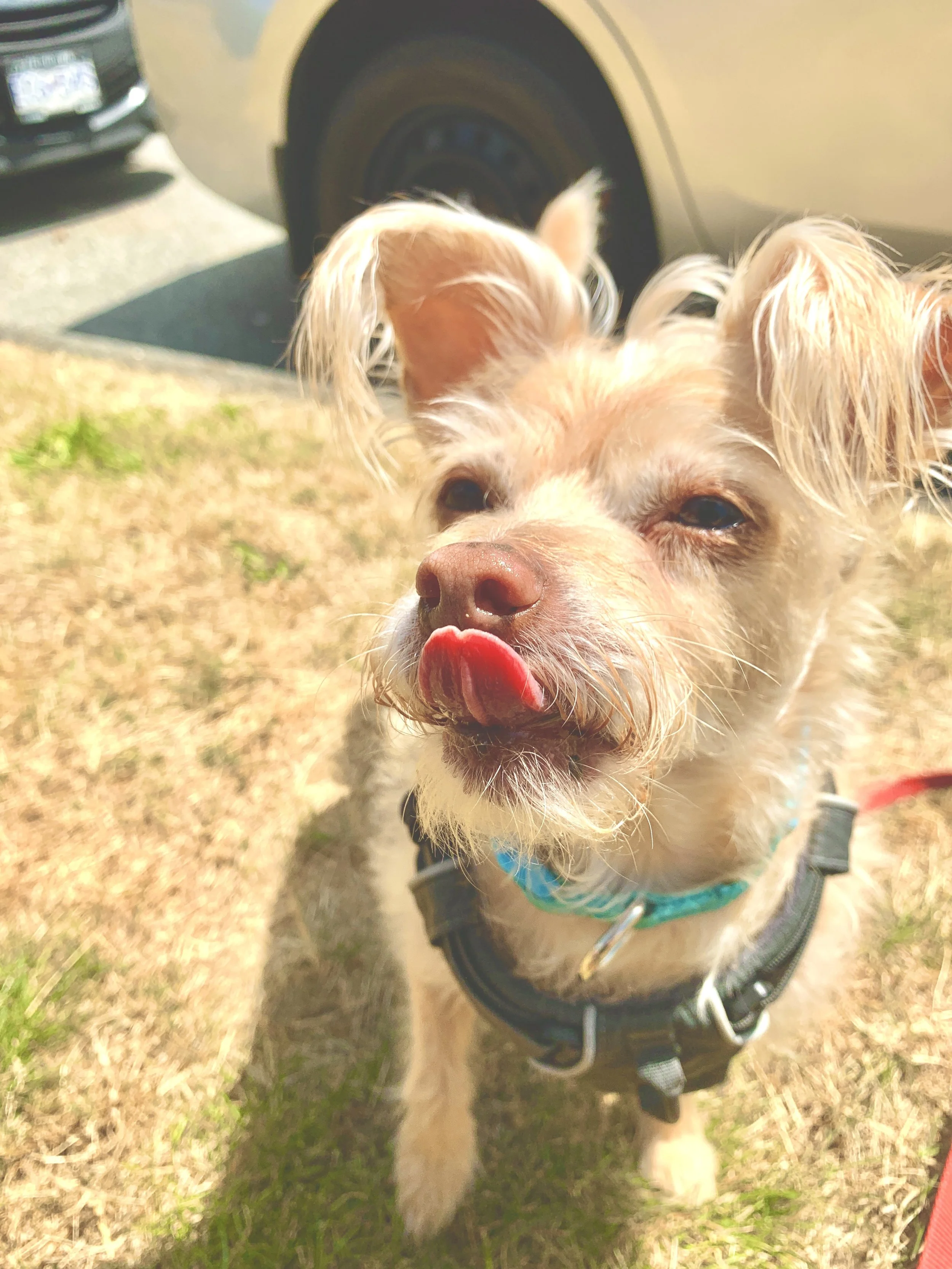 Gizmo, an elderly long-haired Chihuahua, licking his nose at the camera.