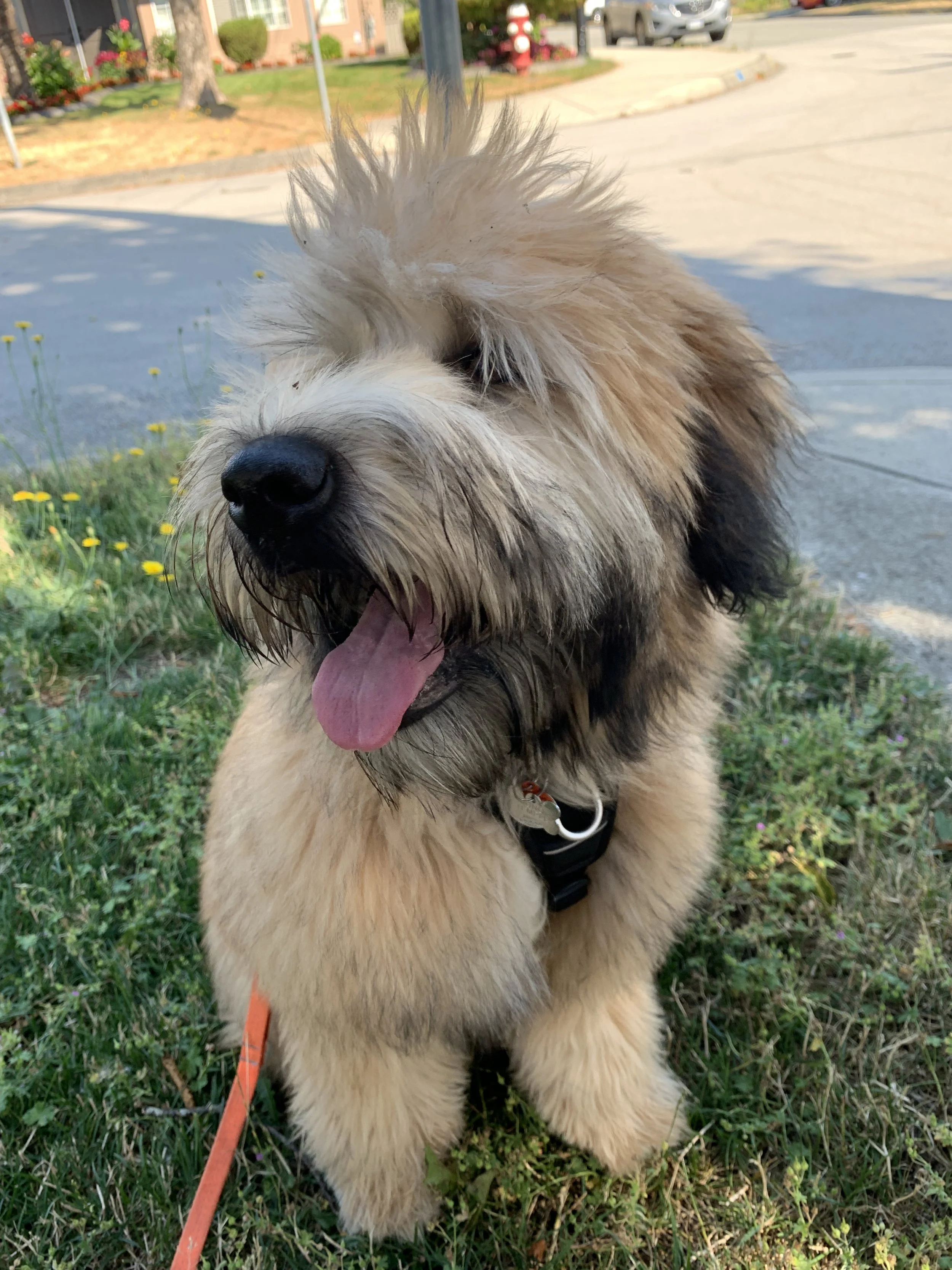 Juno, a soft-coated wheaten terrier puppy, looking to the left.