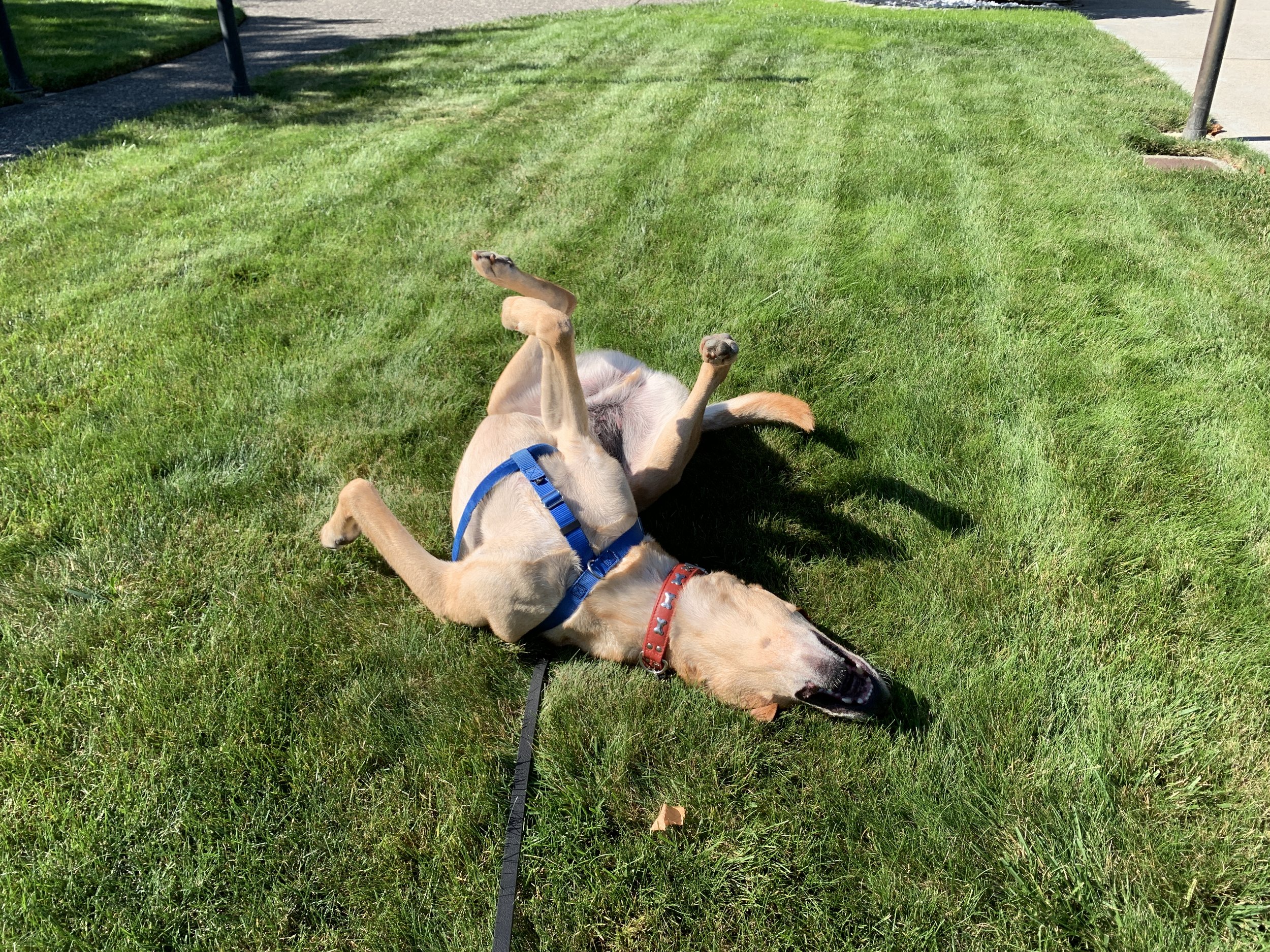 Buddy, a large yellow lab/Rhodesian ridgeback cross, rolling on his back with all four legs in the air. His mouth is open, his tongue is lolling out, and he looks absolutely ridiculous.