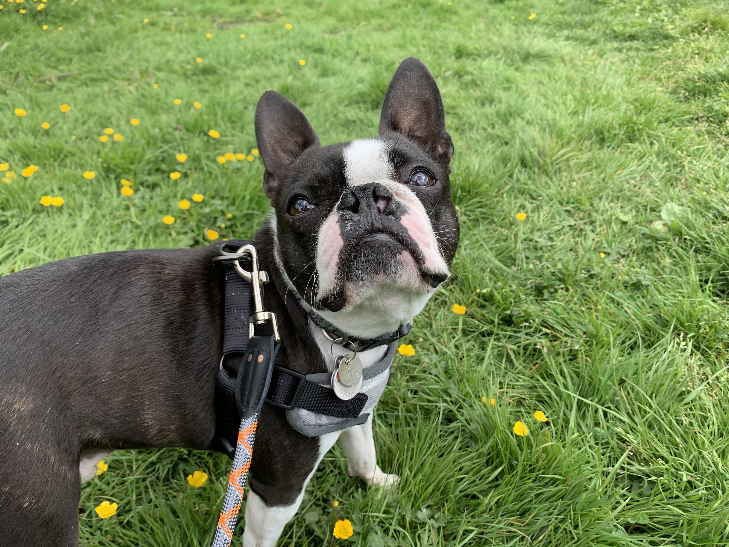 Grover, a Boston terrier.
