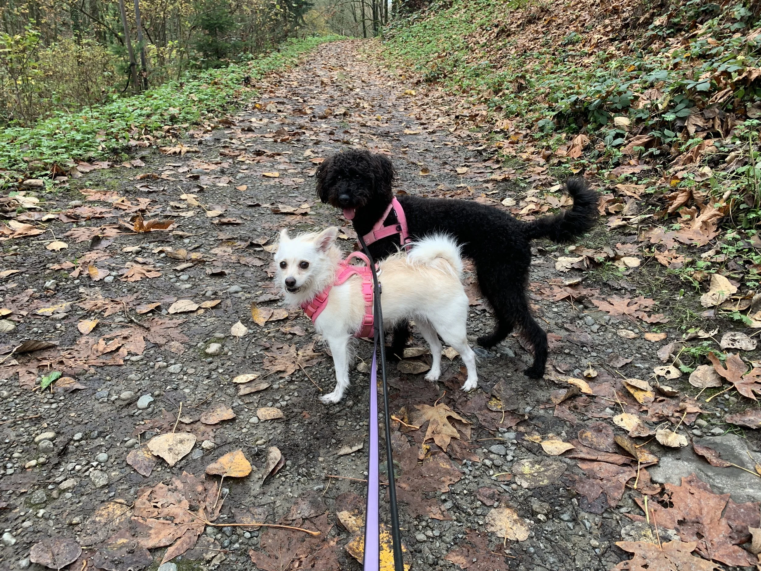 Sophie, a small white mixed-breed toy dog, and Luna, a black mini poodle. They are both leashed and on a nature walk in a forest park.